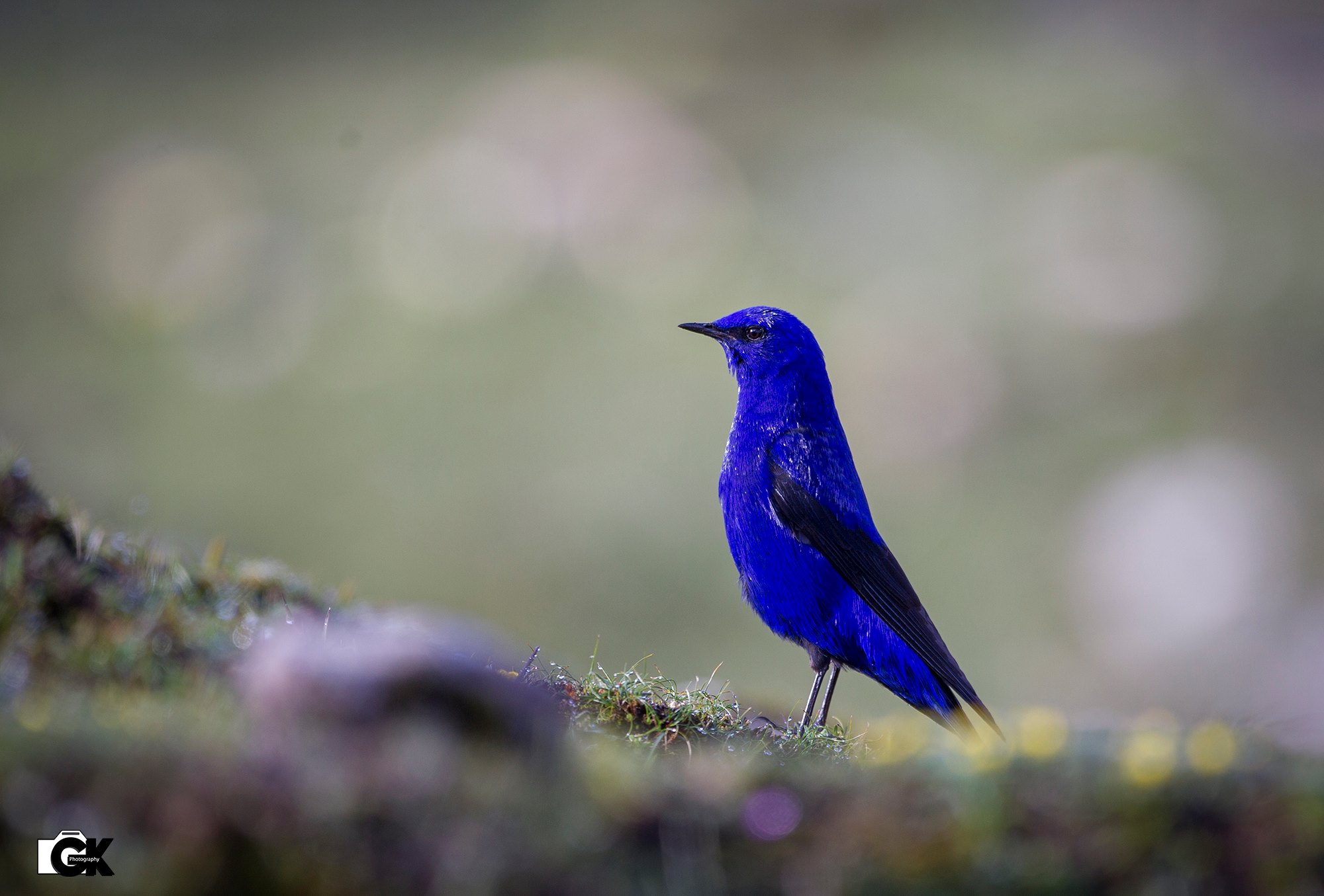 Eagle Nest Birding Tour India