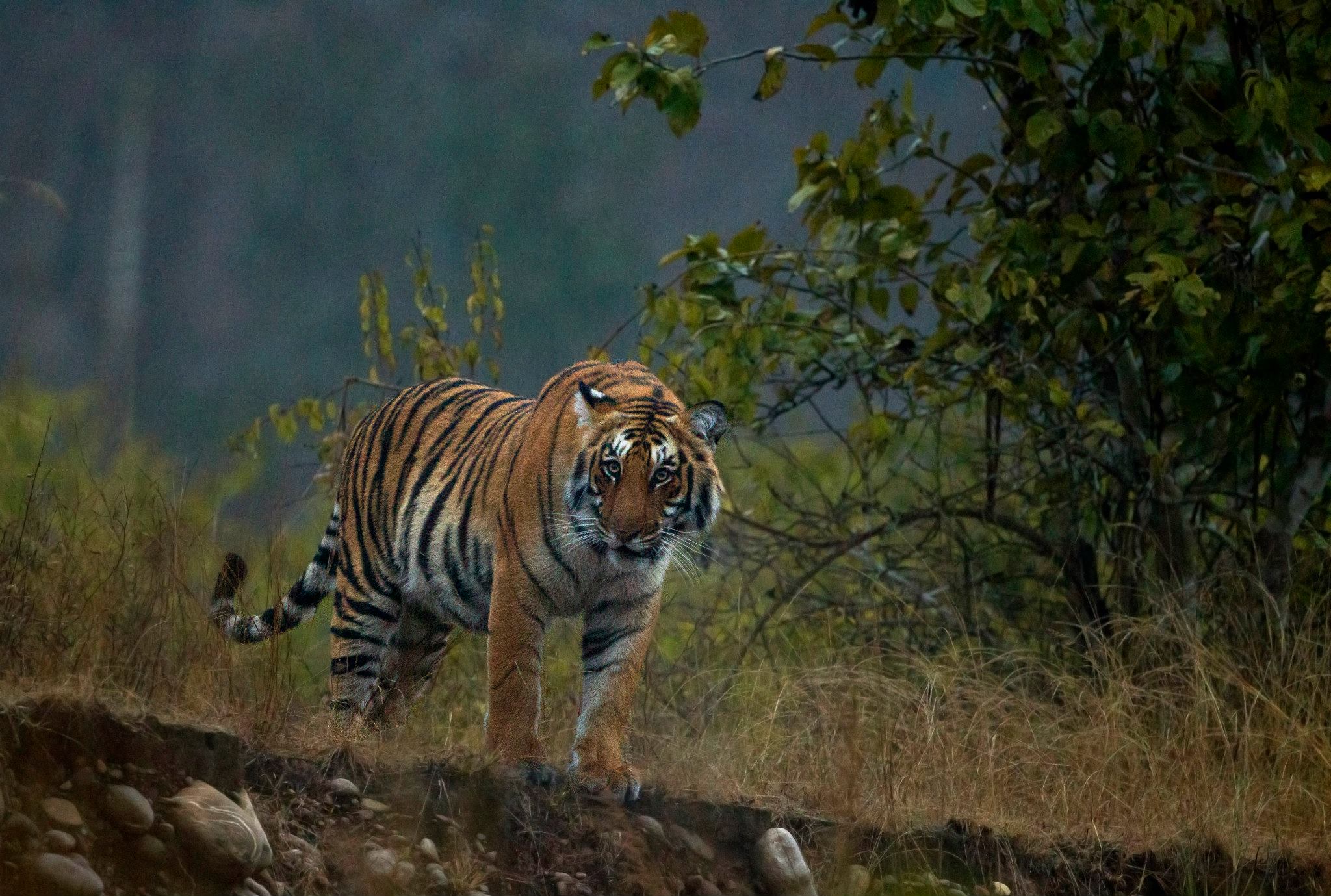 Jim Corbett National Park