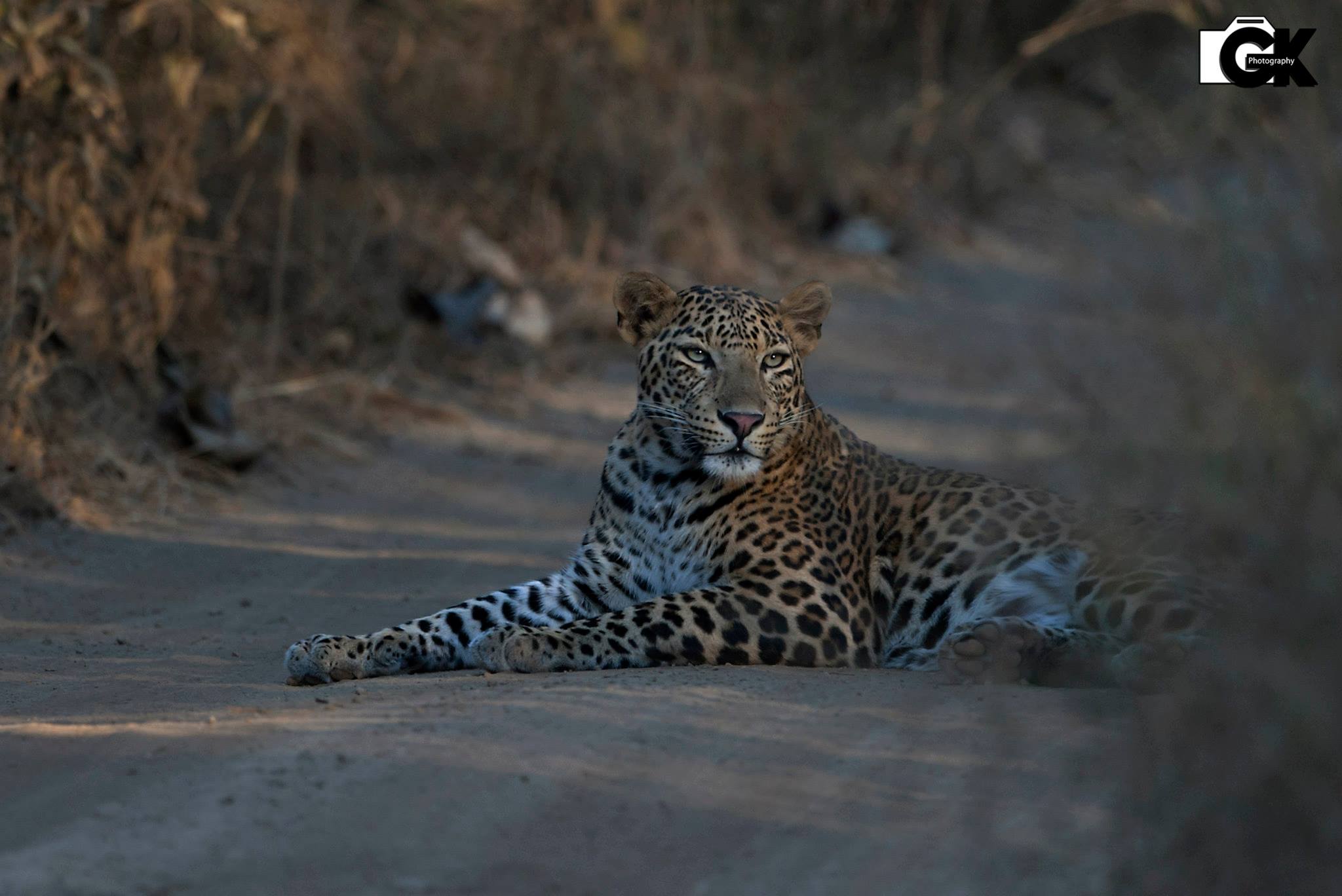 Kanha Jeep Safari