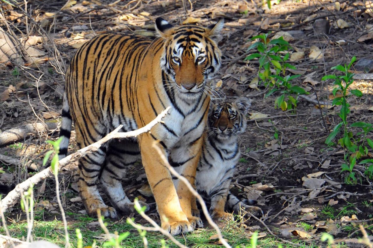 Tiger-Safari-Ranthambore