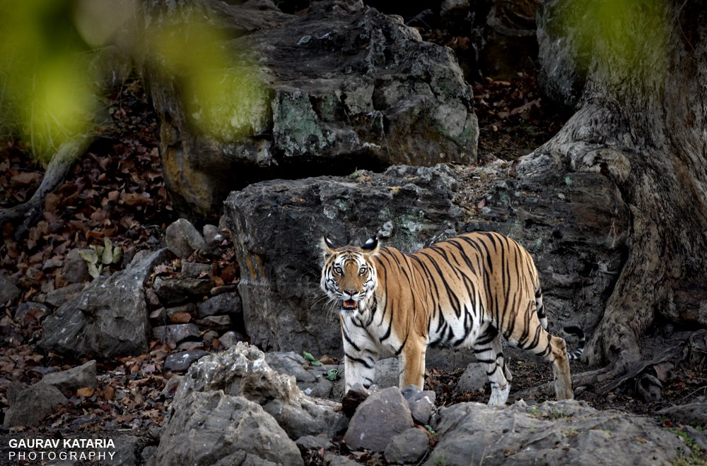 Tiger Safari in India