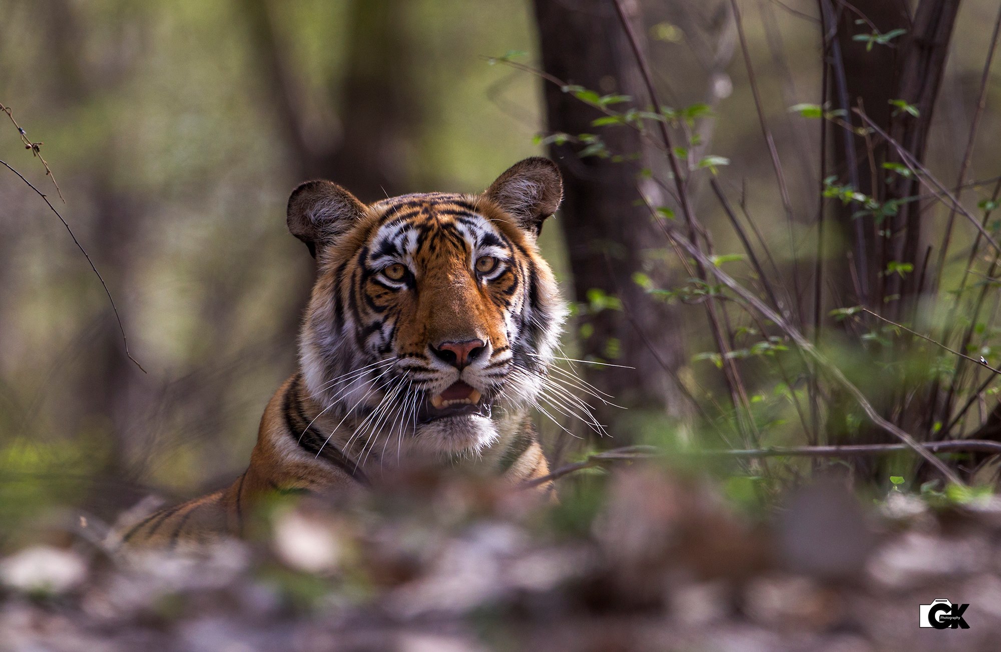 Dudhwa National Park