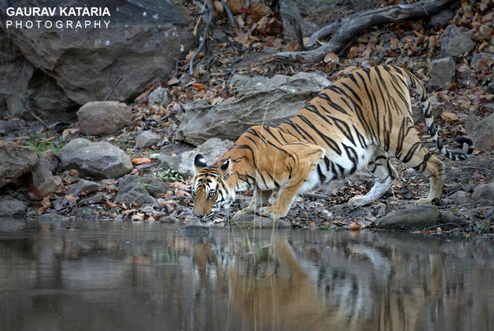 Jim Corbett Wildlife Park