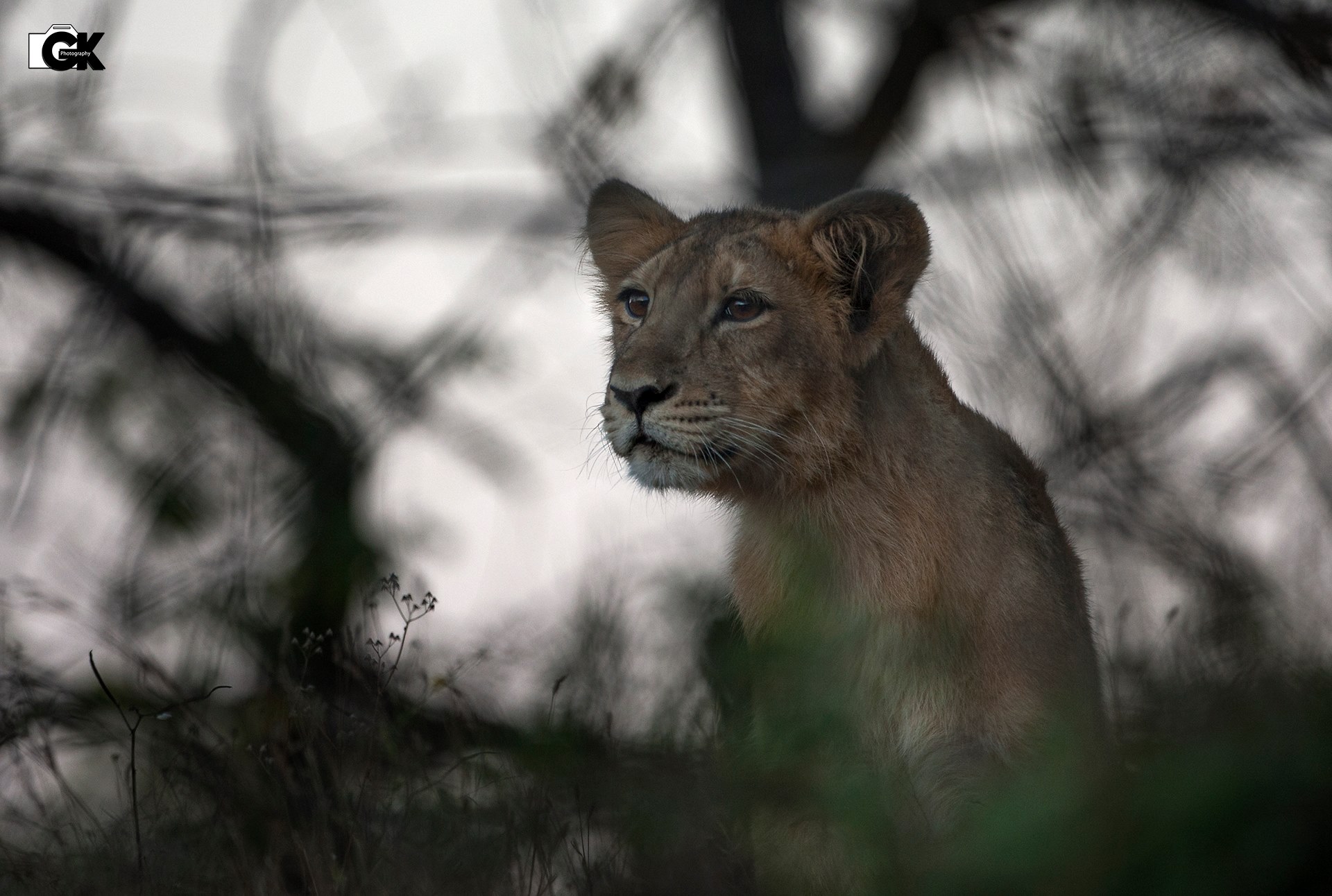 Gir National Park