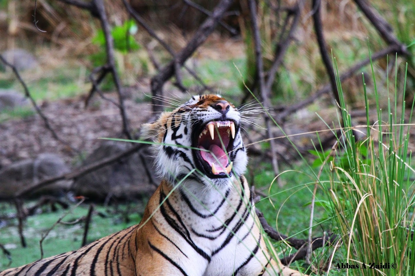 stripes-of-tiger-tour