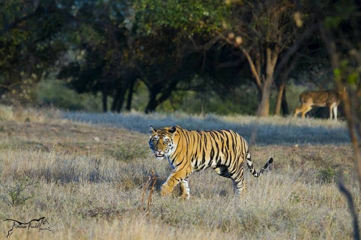 temple-and-tiger-tour